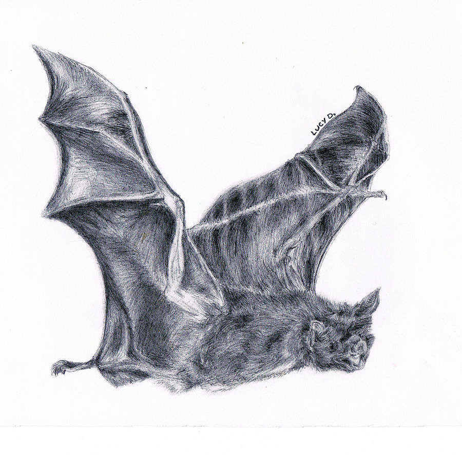 Bat Best Drawing
