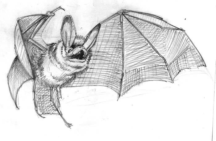 Bat Drawing Photo