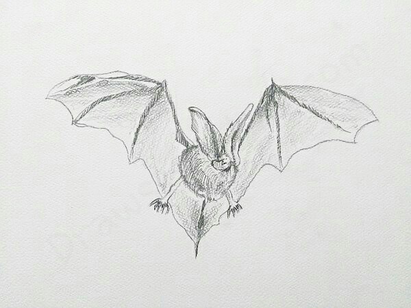 Bat Drawing Pic