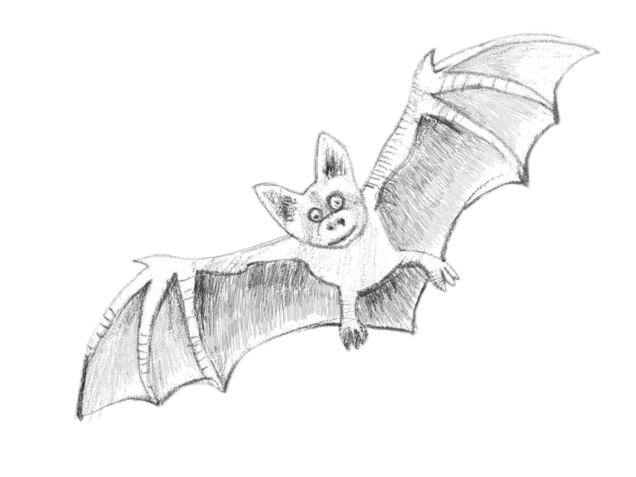 Bat High-Quality Drawing