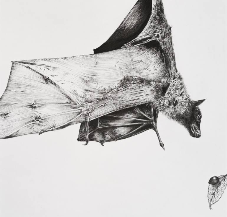 Bat Image Drawing