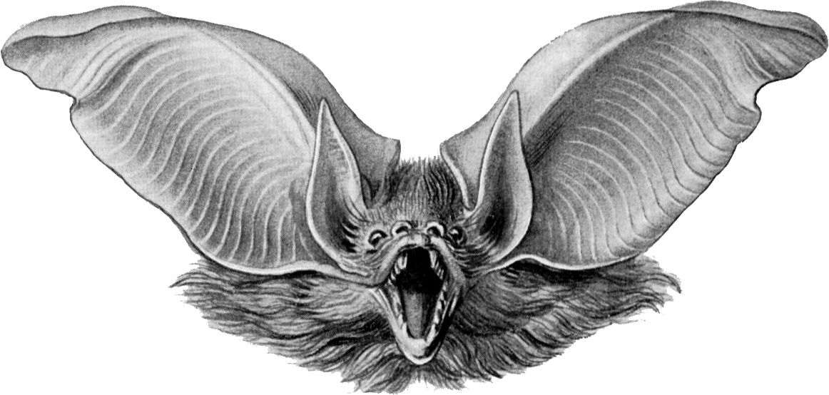 Bat Picture Drawing