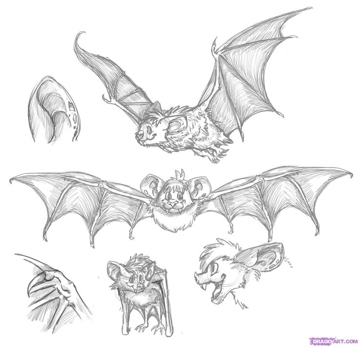 Collection sketch of bats Hand drawing of flying bat bat hanging upside  down on white background Stock Photo  Alamy