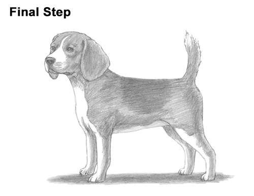 Beagle Dog Drawing Amazing