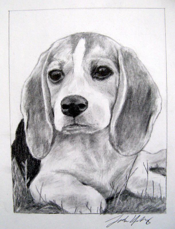Beagle Dog Drawing Art