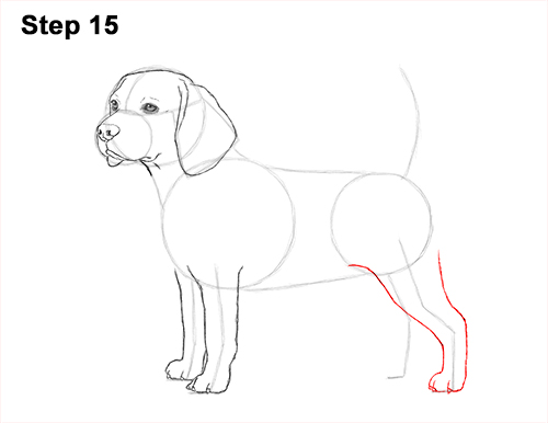 Beagle Dog Drawing Beautiful Image