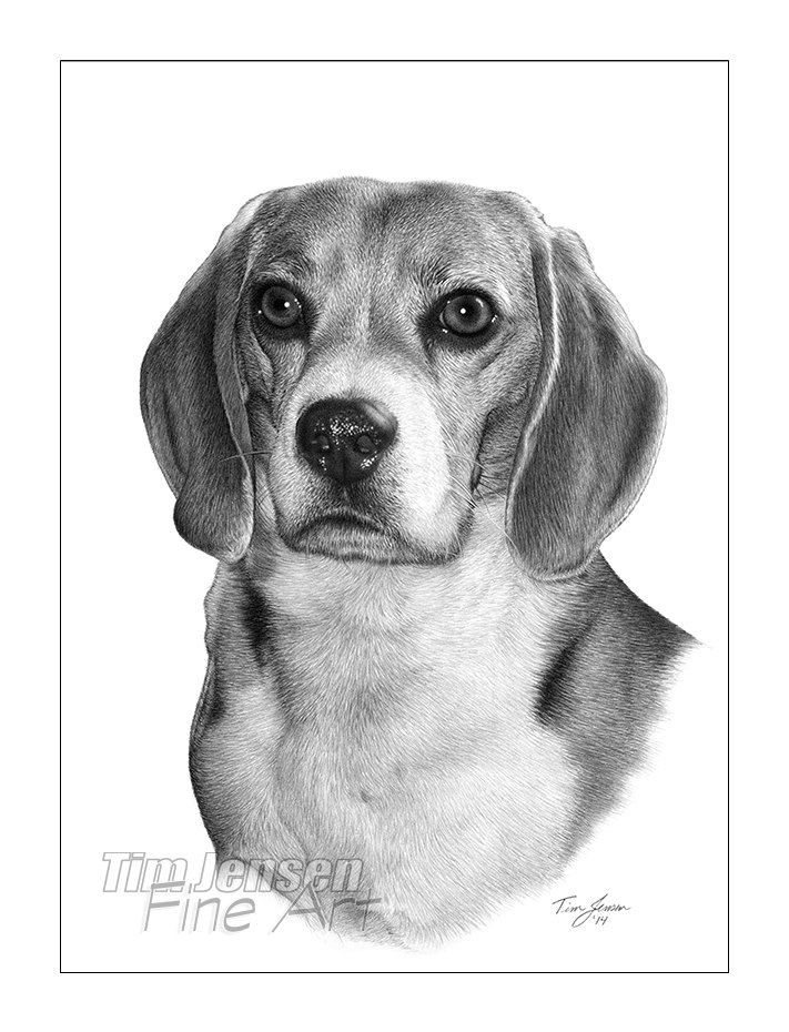 Beagle Dog Drawing Best