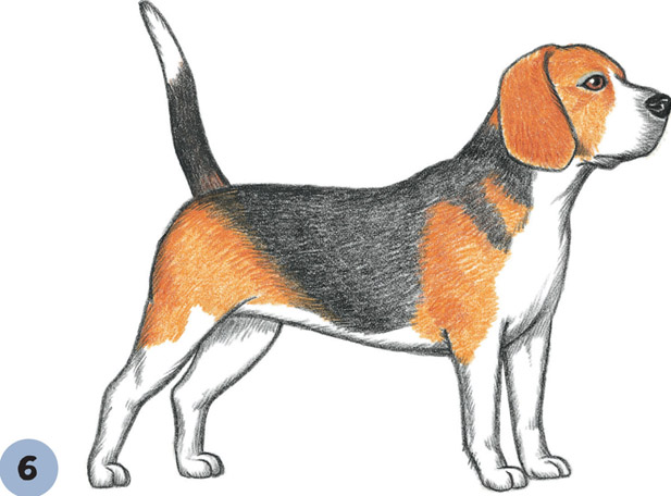 Beagle - Drawing Skill