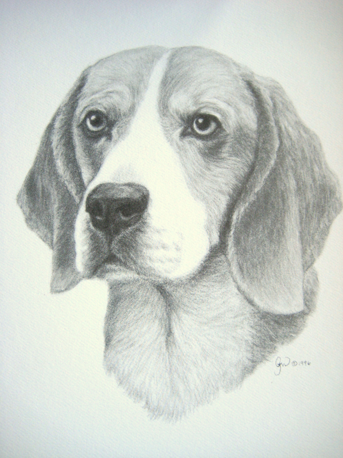 Beagle Dog Drawing Photo