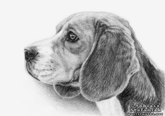 Beagle Dog Drawing Pic