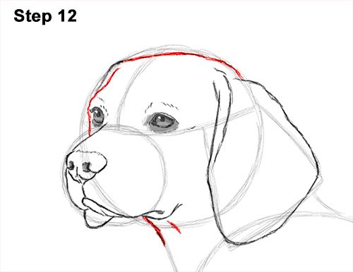 Beagle Dog Drawing Pics