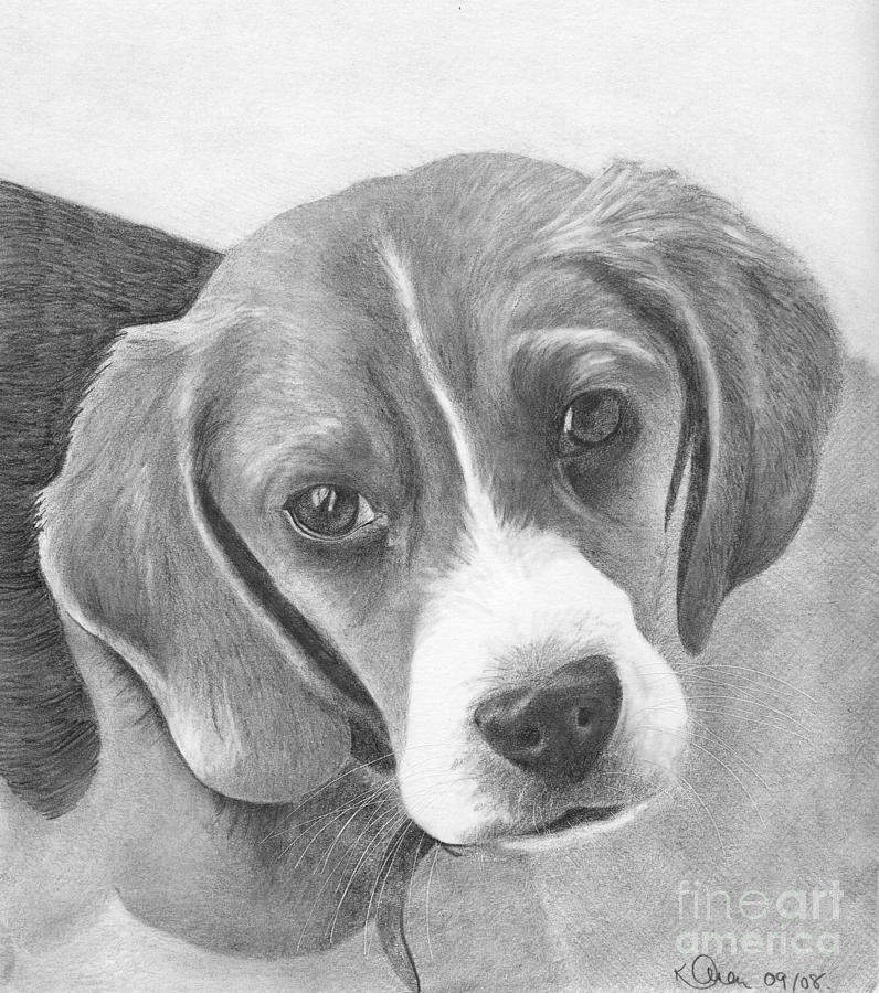 Beagle Dog Drawing Picture