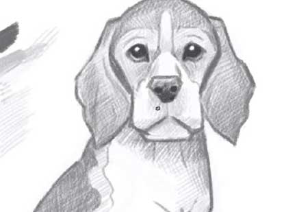 Beagle Dog Drawing Realistic