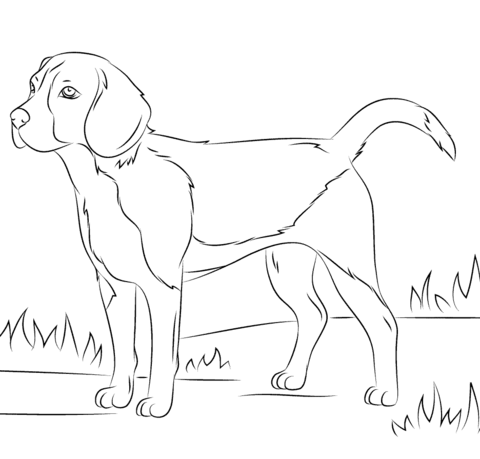 Beagle Dog Drawing Sketch