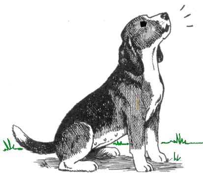 Beagle Dog Drawing