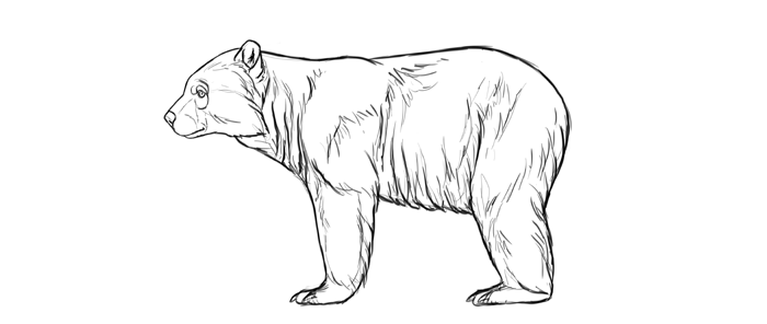 Bear Amazing Drawing