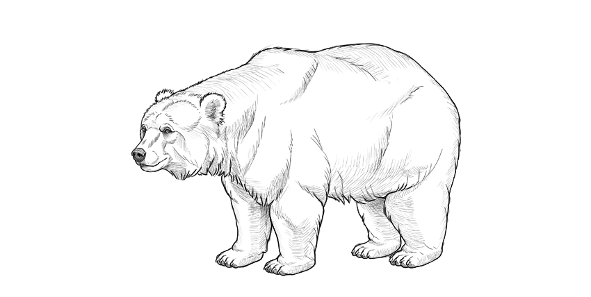 Bear Beautiful Image Drawing
