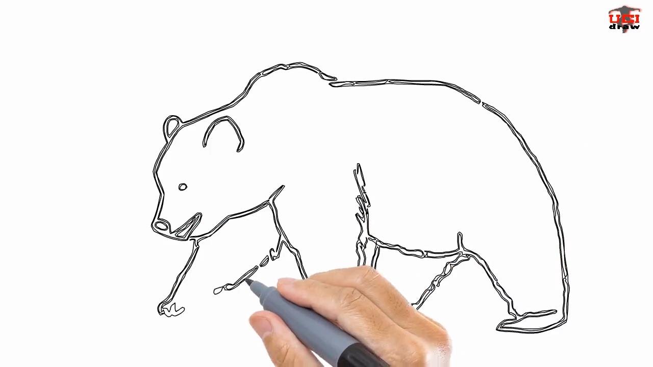 Bear Drawing Art
