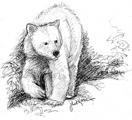 Bear Drawing Image