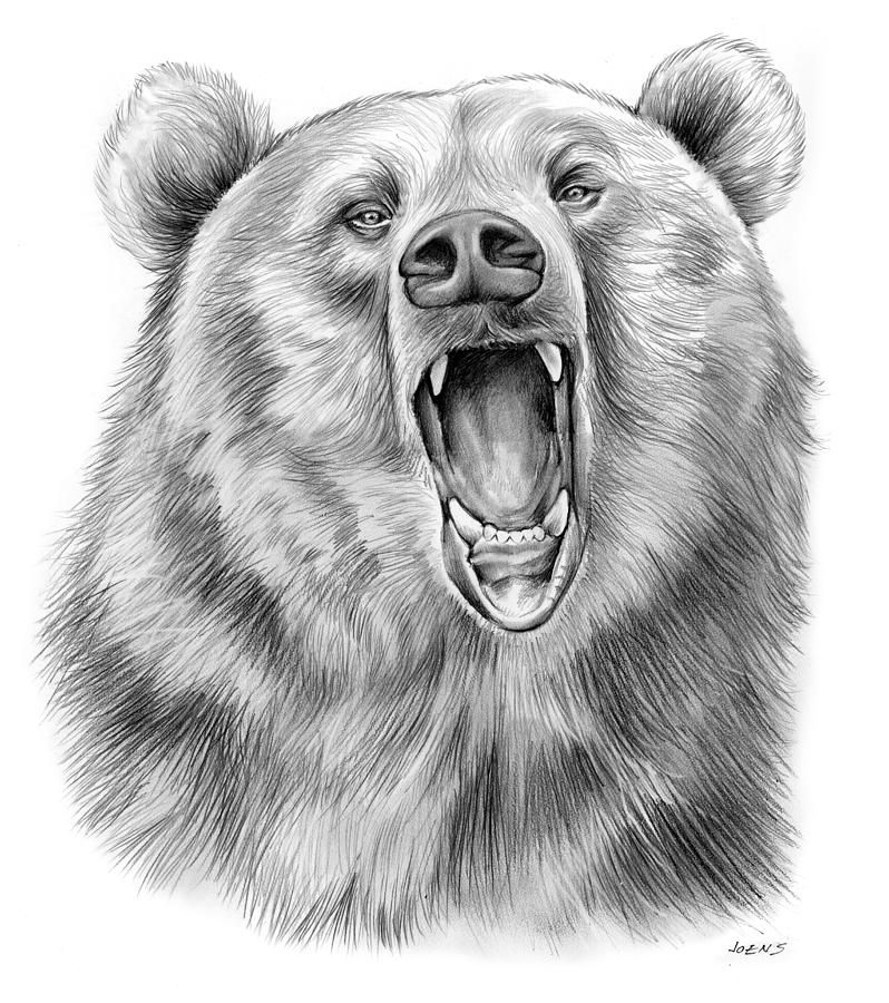 Bear Drawing Photo