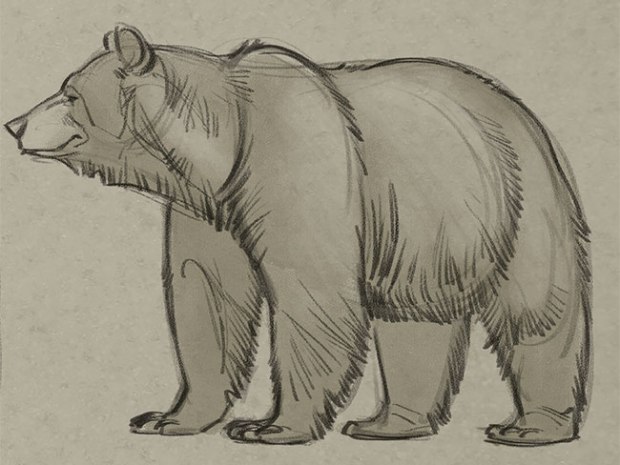 Bear Drawing Picture
