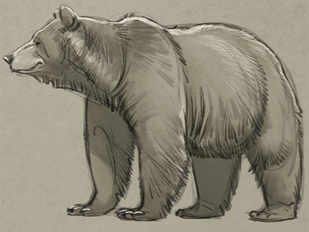 Bear Photo Drawing