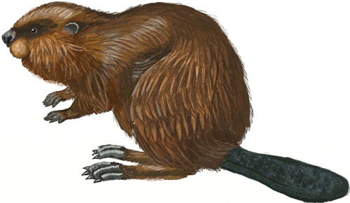 Beaver Drawing Photo