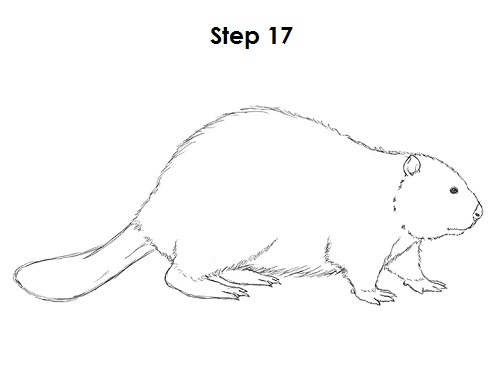 Beaver Drawing Pic