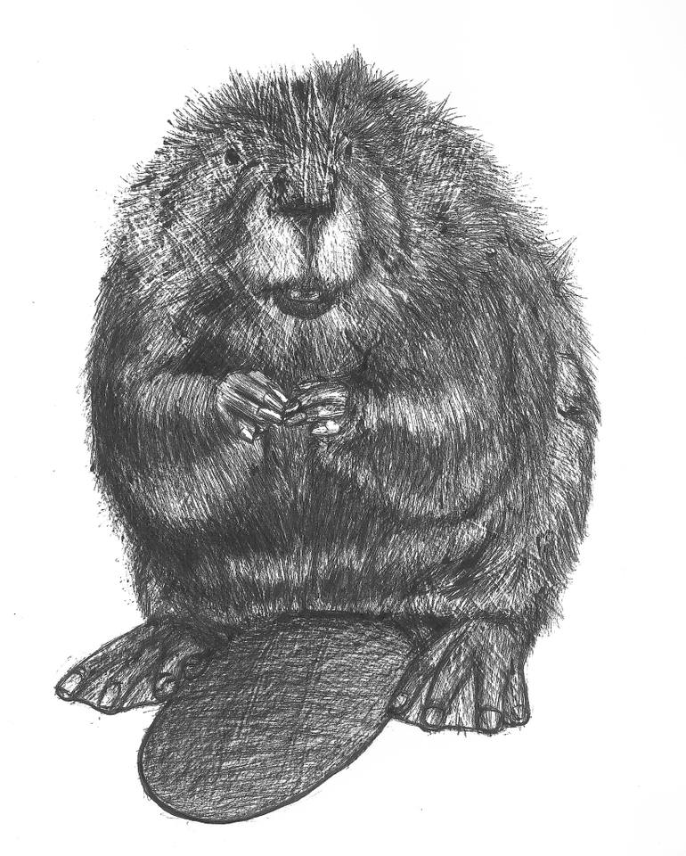 Beaver Drawing Pics
