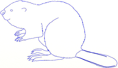 Beaver Drawing Picture