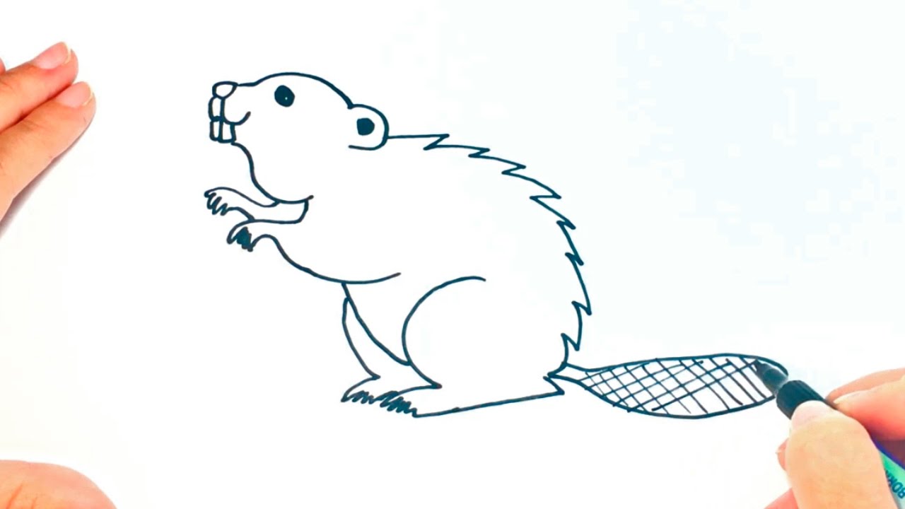 Beaver Drawing Realistic