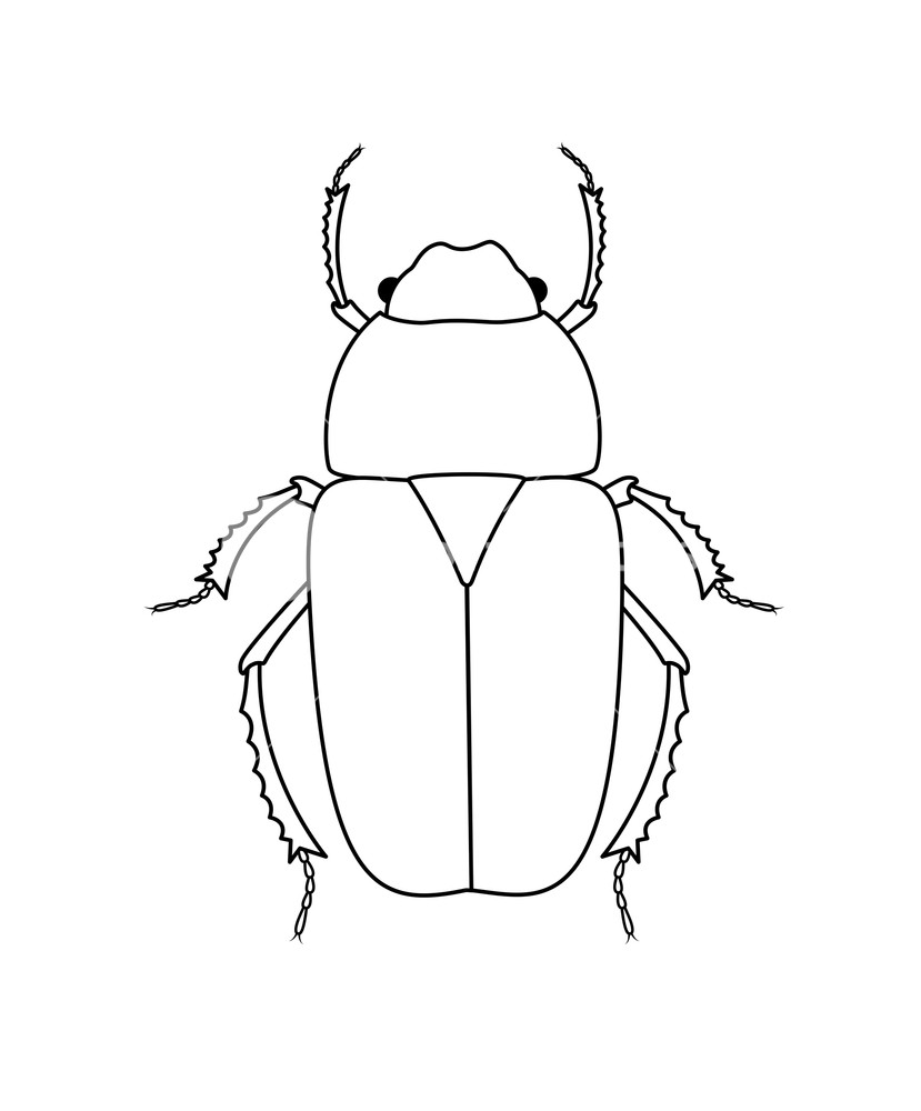 Beetle Art Drawing