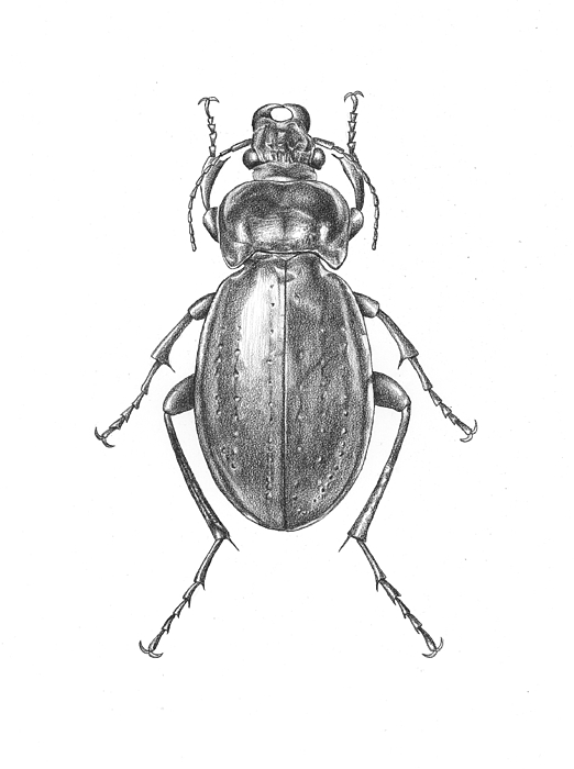 Update more than 180 beetle sketch best