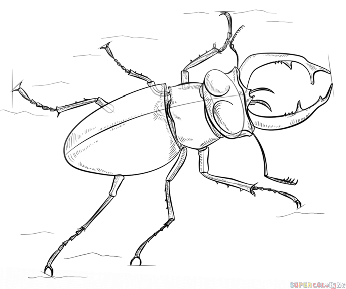 Beetle Drawing Beautiful Art