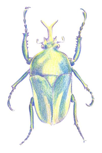 Beetle Drawing Beautiful Image