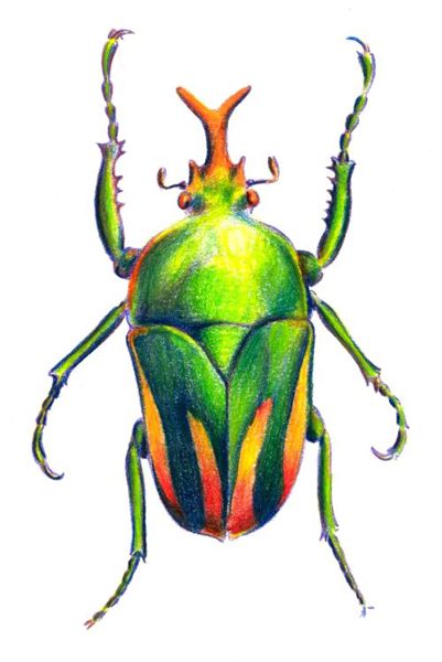 Beetle Drawing Best
