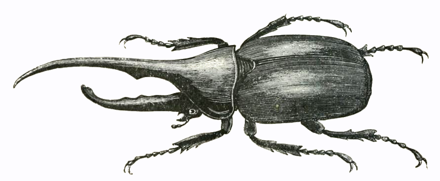 Beetle Drawing High-Quality
