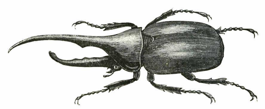 beetle drawing