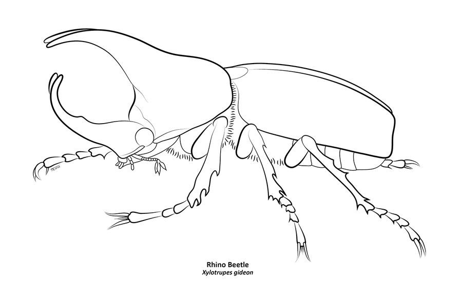 Beetle Drawing Image