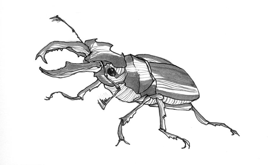 Beetle Drawing Images