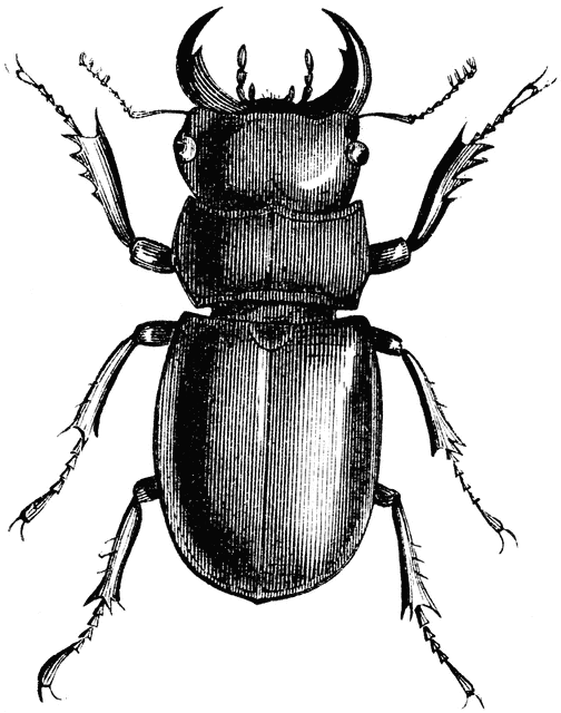 Beetle Drawing Photo