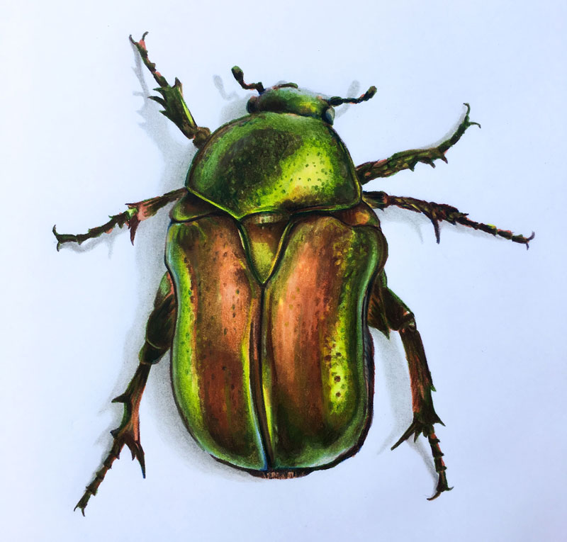 Beetle Drawing Pic