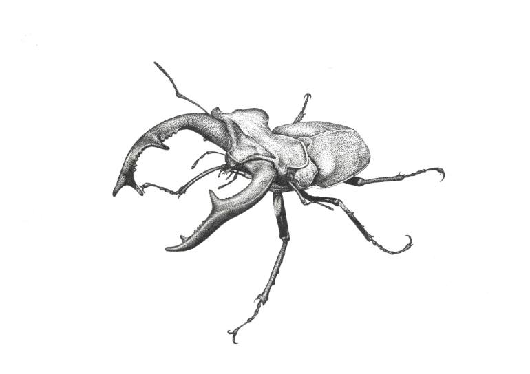 Beetle Drawing Pics