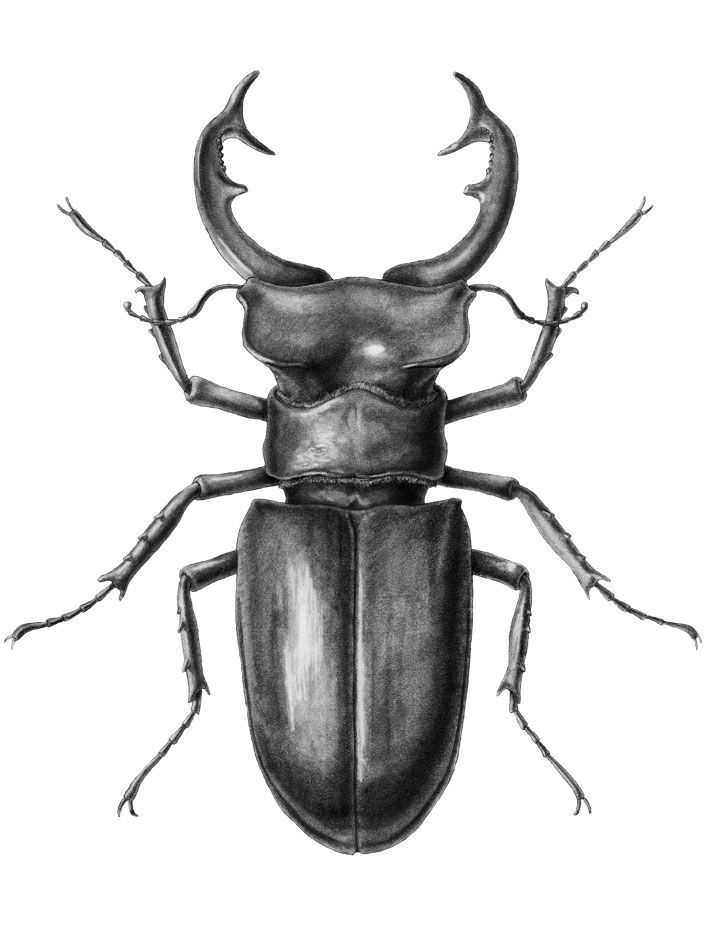 Beetle Drawing Picture