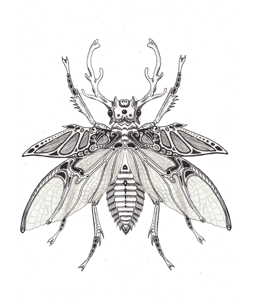 beetle drawing