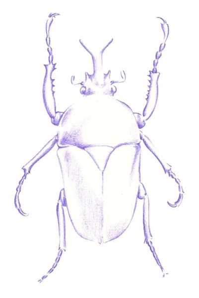 Beetle Drawing Realistic