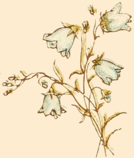 Bellflower Flower Art Drawing