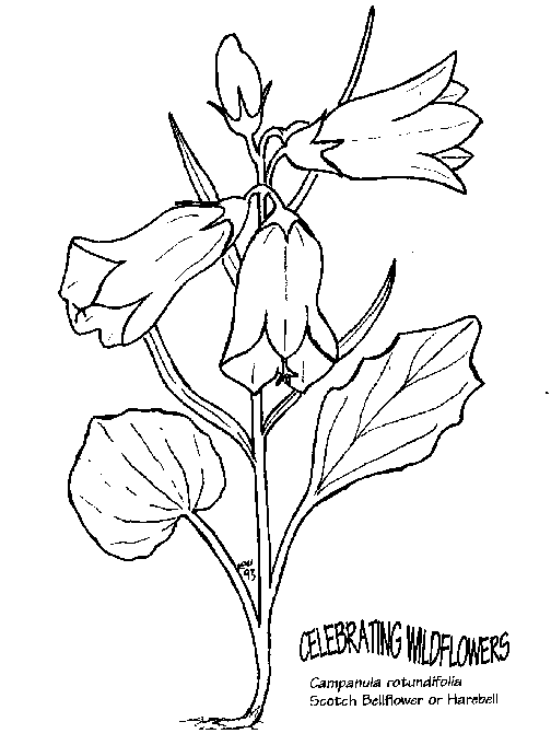 bell flower drawing coloring page of doodle style print graphic element  9397386 Vector Art at Vecteezy