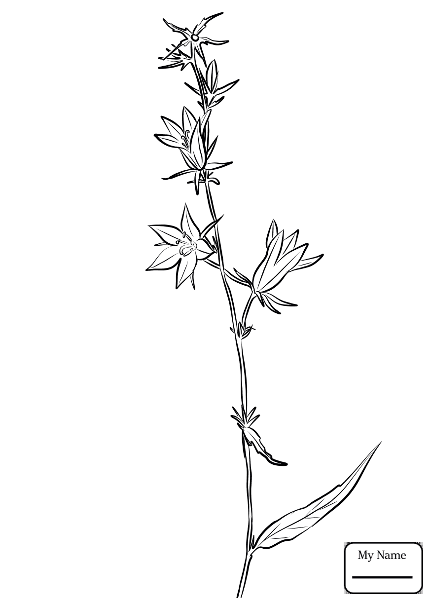Bellflower Flower Drawing Best