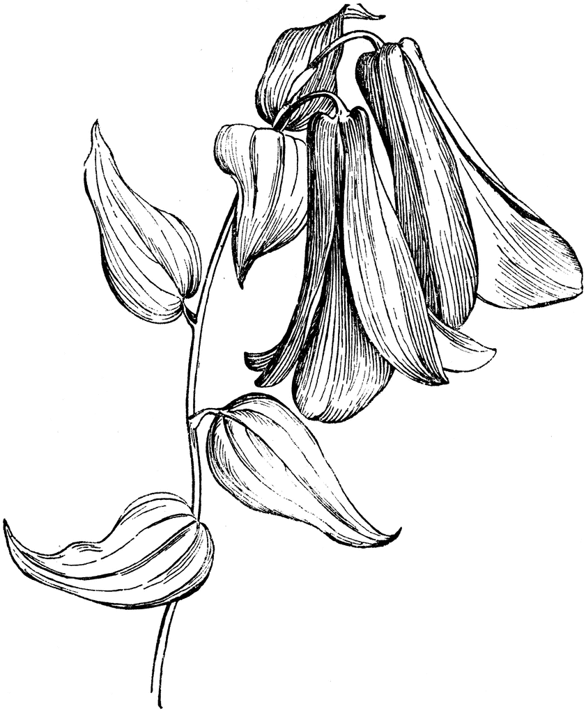 Bellflower Flower Drawing High-Quality